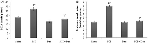 Figure 2. Effect of DEX on SCI-induced changes in LPO and protein oxidation markers in kidney tissues of rats. (A) MDA (nmol/g tissue) and (B) protein carbonyl content (nmol/mg protein). Values are mean ± SD for 10 rats in each group. Comparisons are made between: (a) sham and SCI; (b) SCI and SCI + Dex. *Statistically significant (p < 0.05).