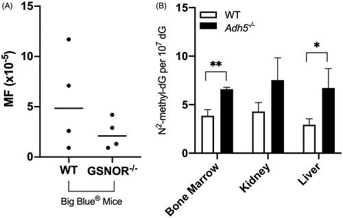 Figure 7. ADH5 null mice. (A) Mutant frequency in Big Blue® (WT) mice and ADH5/GSNOR deficient Big Blue® mice (GSNOR−/−). Adapted from Leung et al. (Citation2013). (B) Mice deficient in ADH exhibit higher levels of endogenous HmdG in multiple tissues. Adapted from Pontel et al. (Citation2015). Data were extracted from published figures with WebPlotDigitizer 4.3.