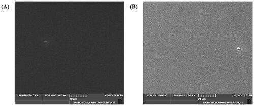 Figure 2. (A) and (B) SEM images of SA/AV/S scaffold.