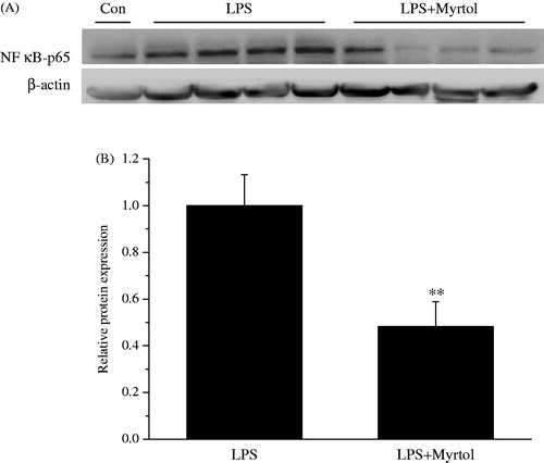 Figure 5. Standardized myrtol inhibited LPS-induced NF-κB activation in lung tissues. Standardized myrtol at doses of 1200 mg/kg were administrated 1.5 h before LPS challenge. Mice were killed 3 h after LPS inhalation and the lungs were removed. The extraction of nuclear and cytoplasmic proteins from lung tissues was performed. The expression of nuclear NF-κB p65 was detected by Western blotting. All values are mean ± SEM (n = 4). **p < 0.01, significant compared with LPS alone.