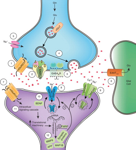 Figure 1. Illustration of potential targets for drug therapy at a glutamatergic synapse in FXS. When stimulated by presynaptic glutamate release, postsynaptic mGluR1/5 receptors activate intracellular signaling cascades that mobilize translational machinery to translate mRNA into synaptic proteins, examples of which include MMP-9, MAP1B and APP. FMRP inhibits translation of more than 500 target mRNAs in the normal state; in FXS, this negative feedback mechanism is absent or severely reduced, leading to excessive protein synthesis and altered synaptic plasticity. Consequences of increased synaptic protein synthesis include loss of AMPARs and NMDARs from the postsynaptic membrane via endocytosis. Drugs that modulate excitatory glutamatergic and inhibitory GABAergic neurotransmission have the potential to alleviate some phenotypic effects in FXS. Key for labeled mechanisms of action and corresponding drugs: 1) LY2140023 (mGluR2/3 agonist); 2) acamprosate (GABAAR agonist); 3) arbaclofen (GABABR agonist); 4) riluzole (blocks presynaptic glutamate release); 5) riluzole (blocks voltage-dependent sodium channels); 6) riluzole (enhances glutamate reuptake); 7) MPEP, fenobam, AFQ056, RO4917523, STX107, CTEP, acamprosate (mGluR5 antagonists); 8) CX516 (ampakine); 9) memantine (weak NMDA antagonist); d-serine, d-cycloserine, GLYX-13 (glycine site NMDAR partial agonists); 10) lithium, CX516 (increase BDNF); 11) lithium (GSK3 inhibition); 12) minocycline (MMP-9 inhibition).