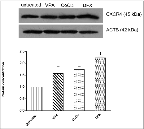 Figure 3. Validation of the results of Real time PCR with Western blotting. As shown by Western blot all treatments resulted in overexpression of CXCR4 protein. ImageJ Software was used to quantify CXCR4 expression in comparision to untreated cells after normalization to ACTB. * p < 0.05 was considered significant as compared to untreated control. VPA: valproic acid, CoCl2: cobalt-chloride, DFX: deferoxamine mesylate, ACTB: β actin.