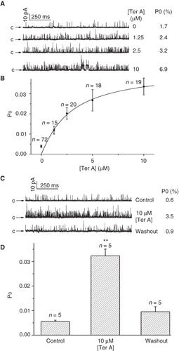 Figure 3. Dose-dependent effects of intracellular Ter A on the BKCa channels. (A) Representative single BKCa channel traces at +20 mV in the control and during successive exposure to different concentration of Ter A (1.25–10 μM) in the same patch. (B) Ter A increase the Po of BKCa channels in a dose-dependent manner. The curve is the best fit to Po against the [Ter A] according to the Hill equation. (C) Current traces before, during application and washout of 10 μM Ter A. (D) Statistical summary for the washout experiment. **p < 0.005 compared to the control and washout condition.