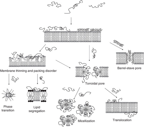 Figure 1. Schematic illustration of AMP interaction with lipid membranes. In barrel-stave pores, peptide oligomers organize in a trans-membrane structure, while toroidal pores are disorganized membrane defects caused by curvature strain. Higher peptide densities may subsequently cause complete membrane disintegration (micellization). Furthermore, peptide binding to the polar headgroup region allows relaxation of the alkyl chains and causes membrane thinning. In addition, chemical potential gradients may result in peptide translocation across the membrane. Finally, peptide-induced lipid segregation or phase separation may contribute to AMP-induced membrane rupture.