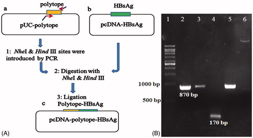 Figure 3. Schematic diagram for the construction of HCVpc–HBsAg segment (A) and agarose gel electrophoresis analyses results for different DNA fragments (B). (A) Strategy for the construction of fusion gene (see text for details); (a) pUC-polytope plasmid containing 150 bp polytope fragment, (b) pcDNA plasmid containing 680 bp HBsAg fragment, (c) constructed pcDNA–polytope–HBsAg. (B) Colony PCR analysis; lane 1: 10 kb DNA ladder, lanes 2, 3, and 5: positive fusion clones (the 870 bp fragment was amplified by the fusion polytope-HBsAg-specific primers), lane 4: positive fusion clone (the 170 bp fragment was amplified by polytope-specific primers), lane 6: intact pcDNA vector as negative control.
