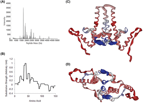 Figure 5.  Determination of binding site with deuterium exchange-mass spectrometry. (A) Mass peak of partially digested Cp149. Mass profiles of samples were analyzed to identify mass shift caused by deuterium substitution and its difference. When the molecule was treated, the deuterium substitution rate is decreased and mass of fragments is lowered. (B) Mass shift difference values were normalized to the strongest value, and substitution rate for each AA was calculated for each. (C) and (D) Cp149 dimer model, coloured with DXMS mass shift difference values. Strongest signals were found in AA 34–42 and AA 49–54, which is nearly identical to the location of the binding site we proposed. This mass shift difference was expected to be caused by shadowing effect of sulfanilamide.