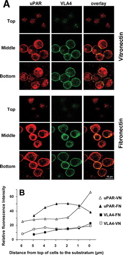 Figure 2 Localization of uPAR and VLA4 to sites of cell adhesion in uPAR-transfected BAF3 cells. (a) uPAR-BAF3 cells were allowed to adhere to VN- or FN-coated slides and adherent cells were fixed and immunostained with anti-uPAR (rabbit polyclonal) IgG and mAb to VLA4 (PS/2) followed by FITC-coupled anti-mouse IgG or rhodamine-coupled anti-rabbit IgG. Confocal microscopy was used to define the localization of the antigens in 0.2-μ m horizontal serial cross sections of the cells. The top, middle, and bottom sections from adherent cells on VN and FN are shown. Panels in the left column show the localization of uPAR, the middle column VLA4 integrin and the right column show the overlay between both. (b) The fluorescence intensity of uPAR and VLA4 staining on VN- or FN-coated slides was quantified in 0.2-μ m serial sections. Relative fluorescence with anti-uPAR IgG on a VN (ρ) or FN substrate (▴)and anti-VLA4 IgG on a VN (□) or FN substrate (▪ is shown. Bar = 10 μ m.