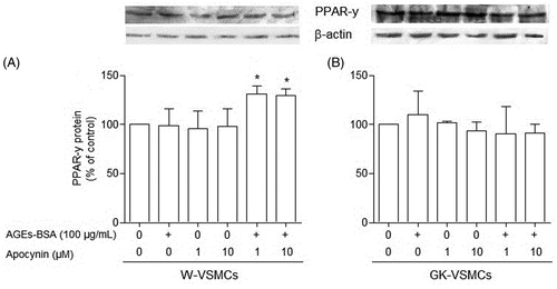 Figure 4. Peroxisome proliferator-activated receptor gamma (PPARγ) expression in vascular smooth muscle cells (VSMCs) from non-diabetic (W) rats (panel A) and Goto–Kakisaki (GK) rats (panel B) stimulated by AGEs-BSA in the presence or absence of apocynin. The influence of AGEs-BSA (100 μg/mL) on PPARγ expression, expressed as percentage in relation to control, in the presence of apocynin (1 and 10 µM) was investigated by Western blot analysis. Values represent the PPARγ/β-actin ratio. Data are shown as the mean ± SEM of three independent experiments per group, each performed in quadruplicate. *p < 0.05 versus bar two (one-way ANOVA followed by Bonferroni's test).