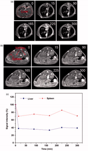 Figure 11. In vivo T2-weighted MRI images of (a) liver and (b) kidneys/spleen before and after administration of MMWCNT (post 15, 90, 165, 225, and 300 min), (c) time-dependence of the relative signal intensity in liver and spleen after the administration of MMWCNT [Citation121].