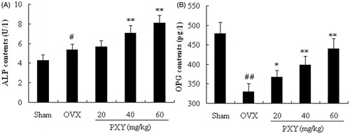 Figure 4. Effects of PXY on ALP and OPG contents of OVX mice. Each column represented as mean ± standard deviation (n = 10). The vehicle (10 ml/kg) and PXY (20, 40, and 60 mg/kg) were administered intraperitoneally. #p < 0.05, ##p < 0.01, compared with the sham group; *p < 0.05, **p < 0.01, compared with the OVX group.