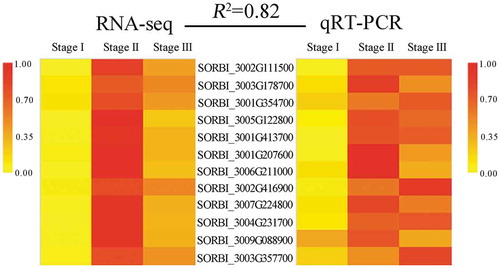 Figure 9. Validation of the RNA-seq results using qRT-PCR to analyze the expression of 12 representative candidate genes. R2 represents the correlation between the RNA-seq (RPKM) and qRT-PCR data.