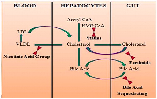 Figure 1. Mechanism of action of different antihyperlipidemic agents: HMG CoA reductase inhibitors (statins), cholesterol absorption inhibitors, nicotinic acid group and bile acid sequestrants.