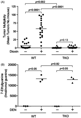 Figure 5. Decrease of dioxin-induced tumor multiplicity in the TNF/IL-1receptors triple null mice. (A) Dioxin-induced liver tumor multiplicity in the DEN-initiated WT and TKO mice. (B) Levels of 7-methylguanine in liver DNA of WT and triple-null (TKO) mice.