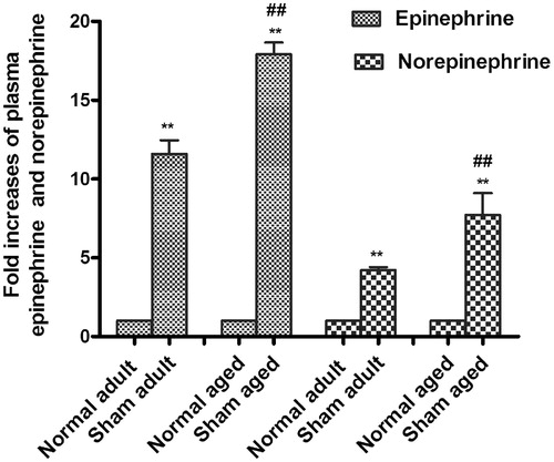 Figure 1. Fold increase of plasma epinephrine and norepinephrine induced by operation and hypoxia. The results were expressed as the fold increase of plasma epinephrine or norepinephrine level in operated rats relative to normal rats. Mean ± SD. n = 7 rats in each group. **p < 0.01 versus corresponding normal adult or aged rats; ##p < 0.01 versus operated adult.
