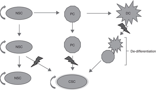 Figure 2. Three possible ways for a cancer stem cell (CSC) to arise: a neural stem cell (NCS) acquires a mutation; a progenitor cell (PC) acquires two or more mutations; or a fully differentiated cell (DC) undergoes several mutations that transform and drive it back to a stem-like state.