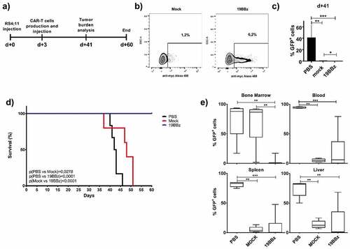 Figure 1. Evaluation of the potential antileukemic effect of the point-of-care approach. (a) Timeline of the experiment. NSG mice were inoculated with RS4;11 GFP tumor cells and, after 3 days, treated with CAR T cells electroporated 4 h before treatment. (b) Expression of 19BBz CAR in T cells 24 h after electroporation. Mock condition represents the electroporation of PBMC without 19BBz plasmid. (c) Animal blood was collected on day 41 for analysis of tumor burden of RS4;11 GFP by flow cytometry. (d) Kaplan-Meier plot of survival data (PBS n = 6; Mock n = 5; 19BBz n = 9). (e) After euthanasia, tumor burden in blood, bone marrow, spleen, and liver were analyzed by flow cytometry. The survival curve was analyzed by log-rank test and for organ analysis, the Mann–Whitney test was used for paired comparisons. Consider * p < .05, ** p < .01, *** p < .001