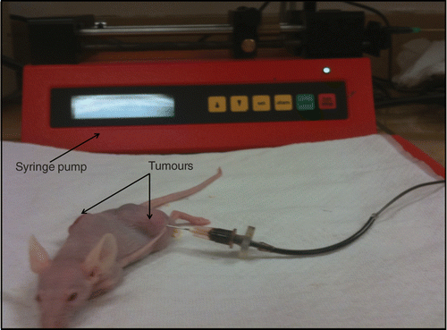 Figure 1. Ferrofluid injection into one of two tumours implanted in a mouse.