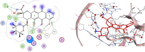 Figure 15. The binding interaction of doxorubicin (red) at the active site of DNA-Topo IIβ complex in 2D (left panel) and 3D representation (right panel).