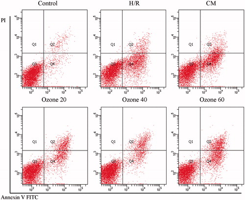 Figure 1. Effect of ozone OP on apoptosis of NRK-52E cells subjected to H/R injury. The apoptosis was examined using annexin V-FITC/PI staining and flow cytometry analysis. The experiment was repeated three times and representative data are shown.