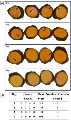 Figure 5. Representative (A) digital images of NaFL staining of the Ethanol-treated corneas (n = 4) (B) scoring table. The images show corneal damage and a decrease in stain retention over time. On each day, the corneas were not in the same order. The assigned NaFL stain-retention score of the 100% Ethanol-treated corneas are presented in Table (see Table 3 for the scoring scale). Areas of stain retention (yellow–brown coloured stain) are indicated with arrows, depicting the damage to the corneas.