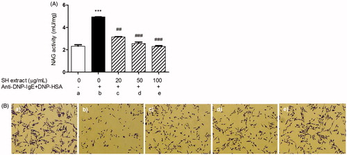 Figure 3. Effects of SH extract on beta-hexosaminidase activity and degranulation in IgE-antigen complex-stimulated RBL-2H3 cells. Cells were pretreated with SH extract at 20, 50 and 100 μg/mL for 30 min, and then stimulated with anti-DNP-IgE plus DNP-HAS for 15 min. (A) β-Hexosaminidase activity was measured using the NAG activity assay kit. All data are expressed as the mean ± SEM (n = 3). ***p < 0.001 vs. normal; ##p < 0.01 and ###p < 0.001 vs. IgE-antigen stimulated cells. (B) Morphological changes with degranulation were observed by microscopy before measurement of NAG activity (original magnification =100×). (a) Normal cells, (b) IgE-antigen stimulated cells, (c) SH extract 20 μg/mL-treated cells, (d) SH extract 50 μg/mL-treated cells, and (e) SH extract 100 μg/mL-treated cells.