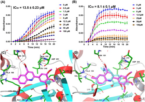 Figure 4. (A) Tubulin polymerisation inhibitory activity of G13. (B) Tubulin polymerisation inhibitory activity of colchicine. (C) The binding mode of G13 with tubulin. (D) The overlapped binding modes of G13 (pink) and colchicine (blue).