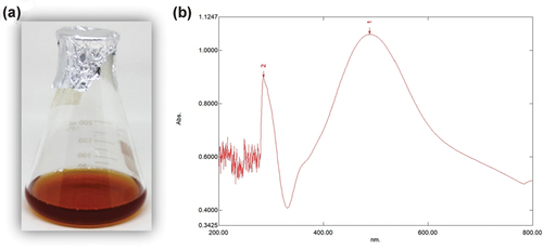 Figure 2. The synthesis of silver nanoparticles using G. mangostana peel extract (a) Photographs showing color changes after synthesized at 90°C for 3 h (B) UV–visible spectra of the synthesized AgNPs.