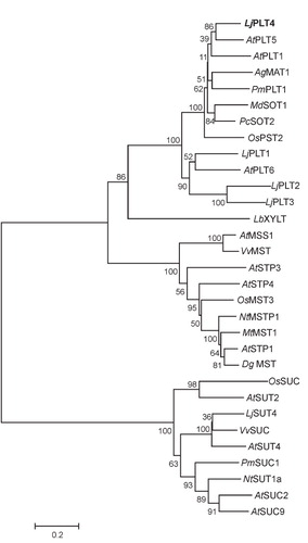 Figure 2. Phylogenetic relationships of L. japonicus LjPLT1, LjPLT2, LjPLT3 and LjPLT4 amino acid sequences to other sucrose, monosaccharide and polyol transporters. Full length amino acid sequences were aligned with the ClustalW program. Evolutionary history was inferred using the Neighbor-Joining method and evolutionary distances were computed using the Poisson correction method. The tree is drawn to scale, with branch lengths in the same units as those of the evolutionary distances used to infer the phylogenetic tree. Bootstrap values from 1,000 replicates are given at each node. Phylogenetic analyses were conducted using MEGA4 (Tamura et al. Citation2007). Sequences included as follows: AtPLT5, Arabidopsis thaliana PLT5 (NP_188513); AtPLT1, A. thaliana PLT1 (NP_179209); AgMAT1, Apium graveolens mannitol transporter (AAG43998); PmPLT1, Plantago major polyol transporter 1 (CAD58709); MdSOT1, Malus domestica sorbitol transporter 1 (AAO88964); PcSOT2, Prunus cerasus putative sorbitol transporter (AAM44082); OsPST2, Oryza sativa putative sugar transporter (AAL14615); AtPLT6, A. thaliana putative mannitol transporter (NP_195385.1); LbXYLT, Lactobacillus brevis D-xylose proton-symporter (AAC95127.1); AtMSS1, A. thaliana carbohydrate transmembrane transporter (NP_198006); VvMST, Vitis vinifera putative hexose transporter (XP_002281683); AtSTP3, A. thaliana monosaccharide transporter (CAA05384); AtSTP4, A. thaliana sugar transporter 4 (NP_188627); OsMST3, O. sativa monosaccharide transporter 3 (BAB19864); NtMSTP1, Nicotiana tabacum monosaccharide transporter (CAA47324.1); MtMST1, Medicago truncatula sugar transporter (AAB06594); AtSTP1, A. thaliana sugar transporter 1 (NP_172592); DgMST, Datisca glomerata monosaccharide-H+ symporter (CAD30830.1); OsSUC, O. sativa putative sucrose transporter (ABF94212.1); AtSUT2, A. thaliana sucrose transporter 2 (NP_973404); LjSUT4, Lotus japonicus sucrose transporter 4 (CAD61275); VvSUC, V. vinifera sucrose transporter (AAD55269); AtSUT4, A. thaliana sucrose transporter (AAG09191); PmSUC1, P. major sucrose transporter (CAI59556); NtSUT1a, N. tabacum sucrose transporter (CAA57727); AtSUC2, A. thaliana sucrose-proton symporter 2 (NP_173685.1); AtSUC9, A. thaliana sucrose-proton symporter 9 (NP_196235.1).