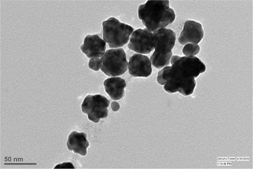 Figure 1 HRTEM image showing flower-shaped gold nanoparticles produced by Bacillus RSB64.
