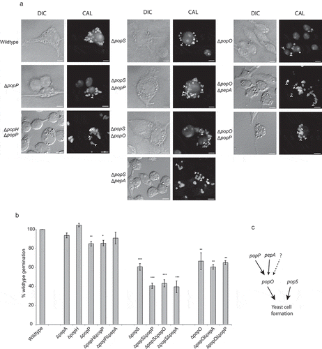 Figure 6. Aspartyl protease-encoding genes are required for appropriate morphogenesis inside host macrophages.(a) Strains bearing mutations in the pop genes showing yeast cell-specific expression were used to infect murine J774 macrophages and assayed for yeast cell morphogenesis after 24-h post infection. The popP, popO and popS single deletion mutant strains show decreased yeast cell formation in macrophages compared to the wild-type. Double deletion mutant strain combinations for these genes show varying levels of reduction in yeast cell formation with popS combinations showing the greatest change. Representative images using DIC and epifluorescence (CAL, calcofluor staining) are shown. Arrows highlight spores that failed to produce yeast cells. Scale bars = 10 µm. (b) Conversion of dormant conidia into yeast cells (germination) inside J774 macrophages was quantified for each of the mutant strains. Approximately 100 infected J774 macrophage cells infected with each strain in three biological repeat experiments were used to determine germination, and then plotted as a percentage of the wild-type levels. The error bars represent SEM with t-test values falling in the following range * = <0.05, ** = <0.01, *** = <0.001. (c) A model of the postulated genetic interaction pathway based on the severity of their phenotypes and non-additive, epistatic interactions noted for the various combinations of gene deletions and the single mutants. The dotted arrow and question mark denote possible unidentified pathways or proteases of the pop family that may contribute to the formation of yeast cells in T. marneffei during intracellular growth.