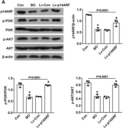 Figure 2. p14ARF regulated the PI3K/AKT pathway in BO mice. WB detected the expression of p14ARF and PI3K/AKT pathway–related proteins (n = 3).