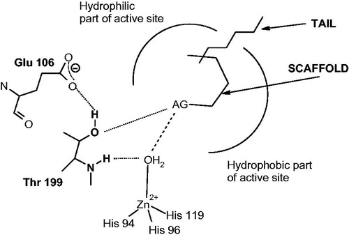 Figure 4. Compounds which anchor to the Zn(II)-coordinated water molecule/hydroxide ion. The anchoring group (AG) may be of the OH (phenol), amino (polyamine), ester (COOR), sulfonate (sulfocoumarin) type or just a simple sulfur atom (thioxocoumarin)Citation103–114.