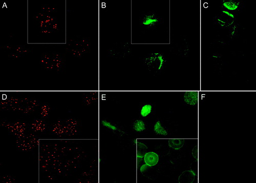 Figure 2.  Fluorescence micrographs showing (discoid) human erythrocytes treated with CTB plus anti-CTB and stained for either CD47 or CD59. The CTB and CD47 signals from the same fields are indicated in (A) and (B), respectively. (C); cells stained for CD47 only. Similarly, CTB and CD59 signals from the same fields are indicated in (D) and (E), respectively. (F); cells stained for CD59 only. Cells were fixed with PFA (5%), except (D inset) and (E inset) which were fixed with PFA (5%) and GA (0.01%).