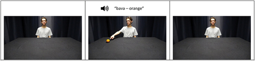 Figure 2. Trial procedure that introduced an instructor with a straight gaze (0.5 s), followed by a target appearing in one of two positions on the lateral plane along with the instructor’s cue (depending on condition) and audio naming the item and its translation to L1.