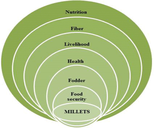 Figure 9. Represents the multifunctional uses of millet.