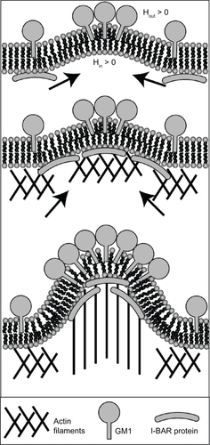 Figure 8 Schematic diagram for the recruitment of I-BAR domain proteins and actin filaments by GM1 aggregates. The positive and negative curvatures at the outer and inner leaflets are induced by a GM1 aggregate. Consequently, I-BAR domain proteins are attracted to the negative curvature at the inner leaflet of a cell membrane. The I-BAR domain proteins would further bend the membrane, while activating the actin nucleation machinery. The nucleation of actin filaments would drive a membrane protrusive growth, elongating the membrane protrusion.