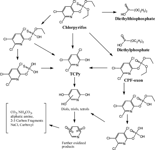 FIG. 6  Degradation pathways for chlorpyrifos. Dashed arrows show theoretical metabolites that have not been rigorously identified as environmental degradation products.
