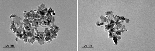 Figure 1 Transmission electron microscope images of ZnO nanoparticles (sized 10–100 nm).Abbreviation: ZnO, zinc oxide.