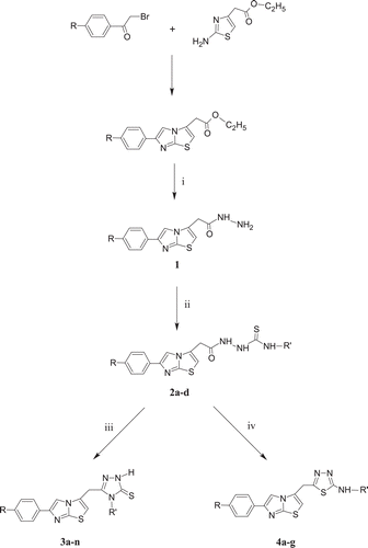 Scheme 1.  Synthesis of the title compounds: (i) NH2NH2.H2O, (ii) R′NCS, (iii) NaOH, (iv) H2SO4.