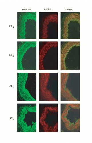 Figure 6. Co‐localization. First column shows protein receptor distribution for the receptors. Second column shows alpha‐actin distribution. Third column shows columns 1 and 2 merged together depicting co‐localization.