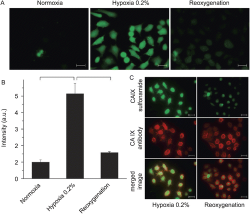 Figure 9.  (Adapted from reference 125.) (A) Fluorescence analysis of HeLa cells treated with CAI during normoxia, hypoxia exposure, or upon reoxygenation. (B) Quantitative fluorescence activated cell sorting (FACS) analysis of CAI binding to HeLa cells treated with CAI under the respective conditions. (C) Immunofluorescence analysis of HeLa cells treated with CAI during hypoxia or upon reoxygenation (green). The presence of CA IX was assessed using the monoclonal CA IX (M75) antibody (red). Co-localization of CAI sulfonamide and CA IX monoclonal antibody was assessed by merging the images (yellow). Significant differences are indicated by asterisks (*p < 0.001; **p < 0.01). Scale bars are 25 μm. (Reprinted with permission of Elsevier.)