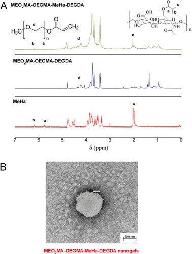 Figure 2. (a) Comparison of 1H NMR spectra of MEO2MA-OEGMA30%-DEGDA-, MEO2MA-OEGMA30%-MeHa-DEGDA NGs and MeHa polymer (in D2O). (b) TEM micrograph exhibiting surface activity of carboxylic groups from MeHa chains in MEO2MA-OEGMA30% -MeHa-DEGDA NGs obtained after application of 1% uranyl acetate (UA) staining protocol.