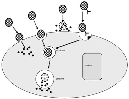 Figure 3. Routes of intracellular drug delivery. Left to right: (1) It can fuse with cell membrane to release the drug into the cell. (2) It can be taken up by endocytosis to form endosome that can enter lysosomes where the drug is released. This is the mechanism for the present PEG-lipid-mRNA (3) It can release the drug outside the cell. (4) with surface antibody can bind to antigen receptor and enter the cell as endosome. (From Chang [Citation7] with written copyright permission to reproduce this figure from the publisher World Science Publisher.)