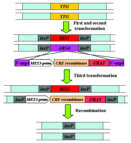 Figure 4. Strategy of the Cre-loxP system used for gene disruption in C. albicans.Citation46 YTG, your target gene; prom, promoter region given for gene.