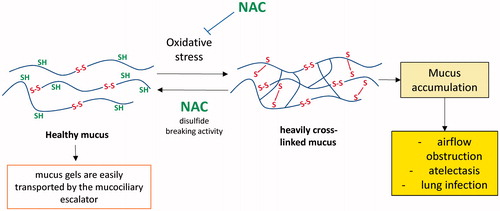 Figure 2. Antioxidant and disulphide breaking activity of NAC in lung disease characterised by an inflammatory condition. The oxidative burst causes the oxidation of internal cysteine of mucins, generating disulphide cross-links between internal cysteine domains. The resulting heavily cross-linked mucus is not easily transported and accumulates to cause airflow obstruction, atelectasis, and lung infection [Citation24]. NAC is a mucolytic agent able to reduce the heavily cross-linked mucus. When Cys and GSH are depleted following the inflammatory condition, NAC can act as a direct antioxidant of some oxidant species such as HOX and NO2.