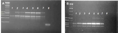 Figure 5 Lanes 2–7 after the 1 kb plus DNA-ladder PCR profiles for S. mansoni microsatellite loci R95529 (A) and SMD57 (B) in adult worms treated with 100 µL/mL PSO (lane 1), 40 µL/mL PSO (lane 2), 20 µL/mL PSO (lane 3), PZQ (Lane 4), schistosomula treated with 100 µL/mL PSO (lane 5), schistosomula sham control (lane 6), and adult schistosomula sham control (lane 7). A negative PCR control was loaded in lane 8 in both gels.