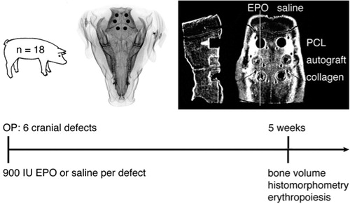 Figure 1. The study design and the positioning of the bone defects.