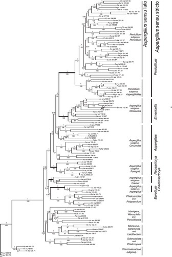 Fig. 1. Bayesian and maximum likelihood phylogenetic analyses of Aspergillus and related taxa made with four genes: the RPB1 and RPB2 subunits of RNA polymerase II, Tsr1, a putative ribosome biogenesis protein and Cct8, the putative chaperonin complex component, TCP-1. Numbers above internal branches are Bayesian probabilities; numbers below are maximum likelihood bootstrap percentages. Taxon names correlate with those in Table II. An asterisk marks the end of the exceptionally long terminal branch leading to Emericella nidulans 112.46. Clades are named for Aspergillus subgenera (left column) and for sexual genera (right column) as described in the text. Branch lengths are proportional to genetic distances among taxa. Details of phylogenetic analysis are in Materials and methods.