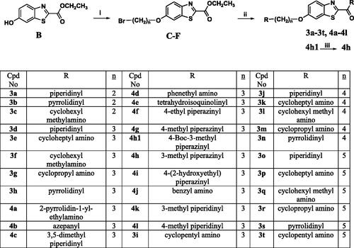 Scheme 3. Reagents and conditions: (i) 3 equiv. of α,ω-dibromoalkane, 4 equiv. of K2CO3, KI, acetone, reflux, overnight, (ii) 3 equiv. of appropriate amine, MeOH, reflux, overnight, (iii) TFA, DCM, 0 °C, RT, 2 h for Boc-protected derivative.