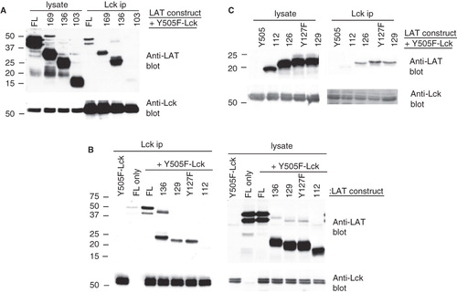 Figure 4. A string of acidic residues mediate the interaction of LAT with active Lck. (A), (B), and (C) COS cells were singly transfected or co-transfected with the indicated LAT mutants and Y505F-Lck. Comparable expression of proteins was assessed by Western blotting equivalent aliquots of cell lysates with anti-Lck and anti-LAT antibodies (lysate). Association of the various LAT mutants with Y505F-Lck was determined by Western blotting Lck immunoprecipitations with anti-LAT antibodies (Lck ip). The levels of immunoprecipitated Lck from each sample were determined by immunoblotting the same membrane with anti-Lck antibodies.
